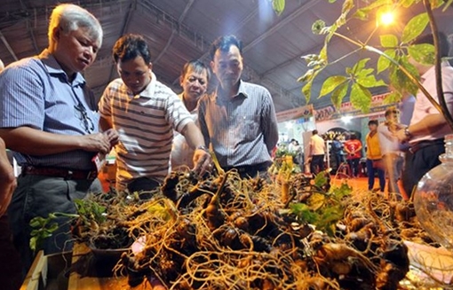 Công bố quyết định mở rộng vùng chỉ dẫn địa lý sâm Ngọc Linh