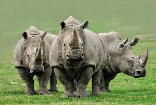 Mỹ cam kết hợp tác với Việt Nam chống tội phạm động vật hoang dã