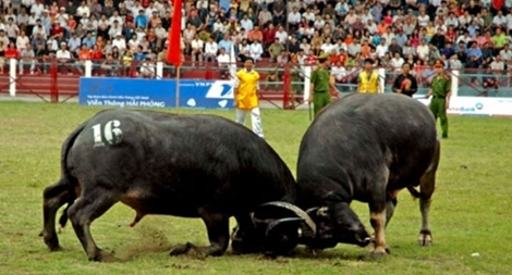 Không bán vé vào sân trong Lễ hội chọi trâu Đồ Sơn 2018