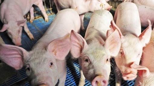 Lực lượng Công an tăng cường ngăn chặn dịch tả lợn châu Phi vào Việt Nam