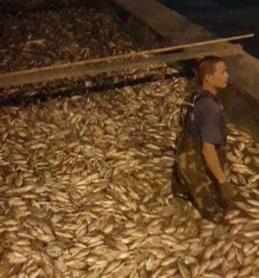 Cá lại chết nổi trắng Hồ Tây