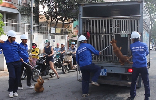 Bất an trước nạn chó chạy rông ngoài phố