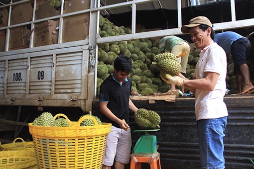 Nỗ lực vì sự bình yên của... “thủ phủ” sầu riêng
