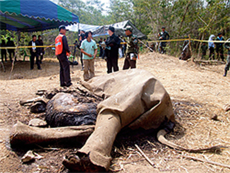 Cuộc chiến quyết liệt bảo vệ động vật hoang dã ở Thái Lan