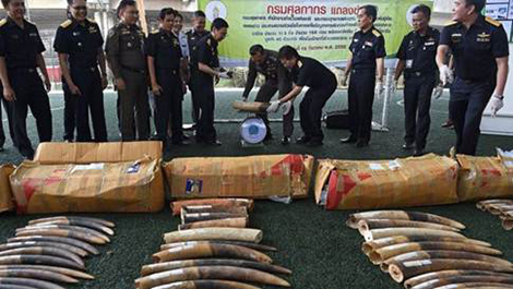 Lần theo dấu vết tiền bẩn từ buôn lậu động vật hoang dã