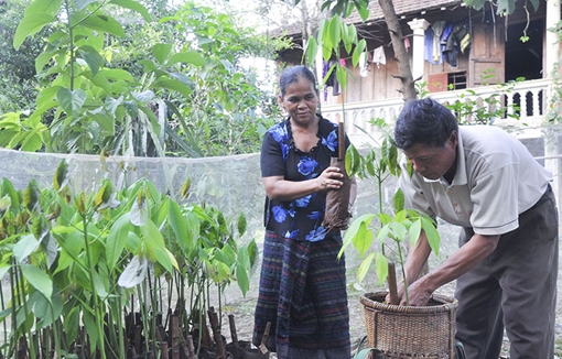 Hàng ngàn hộ nghèo đã thoát nghèo