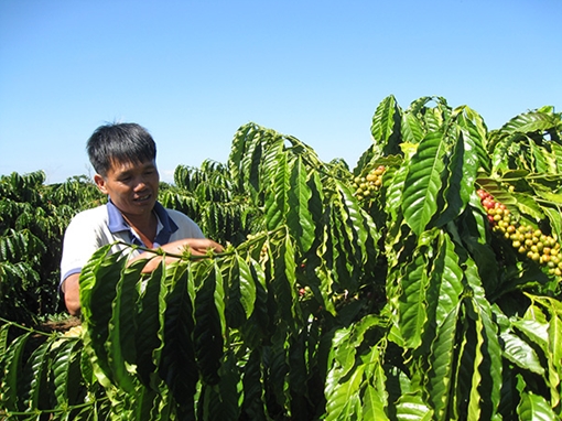 Dòng vốn Agribank và những vườn cà phê tràn đầy sức sống