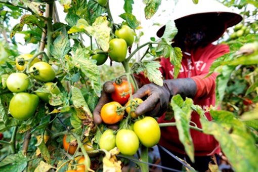Thiệt hại hàng tỉ đồng vì mua giống cà chua rita giả