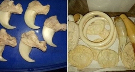 Đấu tranh mạnh với tội phạm động vật hoang dã trên Internet