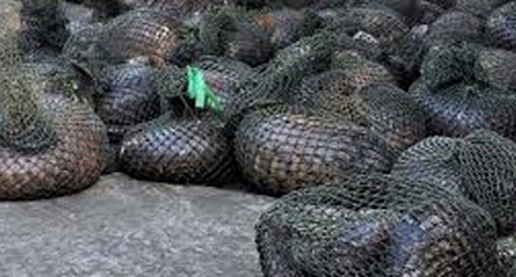 Bắt vụ vận chuyển 7 tạ tê tê ở Hà Tĩnh