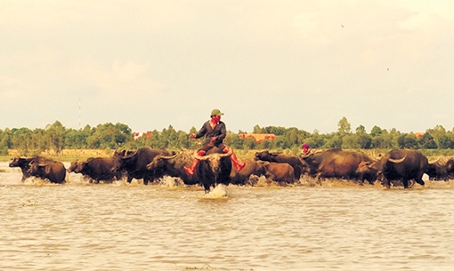 Gặp lại mùa len trâu trong miền ký ức