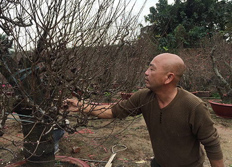 Làng đào nức tiếng đất kinh kỳ