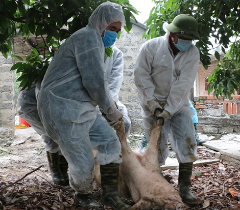 Quảng Ninh khoanh vùng dập dịch tả lợn châu Phi