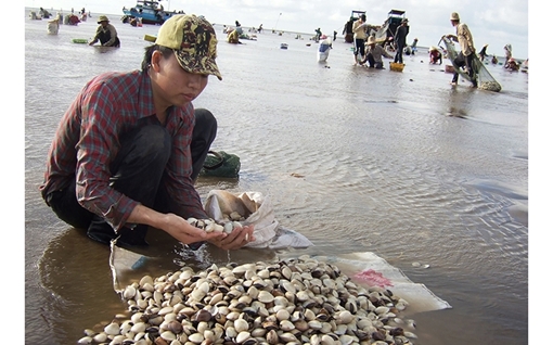 Hơn 100 tấn nghêu nuôi chết do độ mặn tăng cao