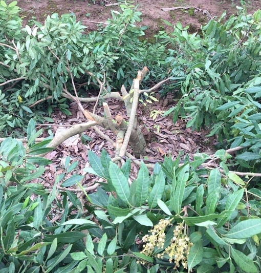 100 gốc nhãn bị chặt phá sau một đêm