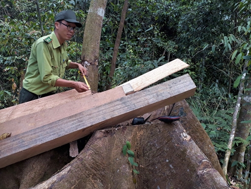 Phát hiện thêm vụ phá rừng ở khu vực giáp ranh Nam và Bắc Trà My