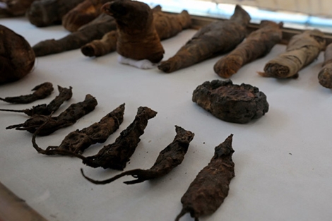 Bí ẩn những xác ướp mèo, chuột trong ngôi mộ cổ Ai Cập