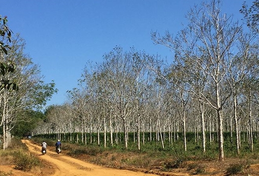 Cần xử lý nghiêm sai phạm trong vụ cấp sổ đỏ đất rừng ở Đắk Nông