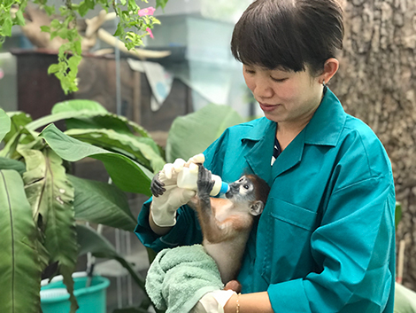 Chuyện về vườn thú 155 tuổi: Trung tâm cứu hộ và chăm sóc thú