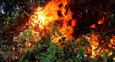 Tiếng khóc xé lòng tiếc thương người phụ nữ tử vong khi tham gia chữa cháy rừng