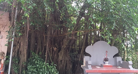 Làng có 8 cây di sản