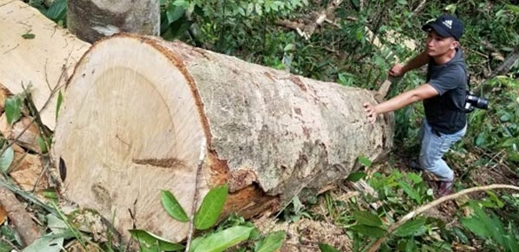 Rừng ở Gia Lai tiếp tục bị cưa hạ trái phép