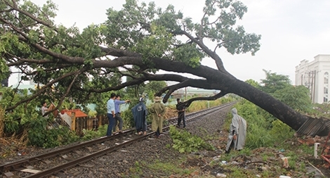 Đường sắt Bắc - Nam tê liệt do cây xanh đổ vào đường ray