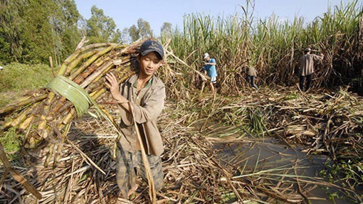 Ngành mía đường gặp khó trước thách thức mang tên “đường lậu”