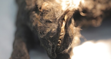 Tìm thấy xác chó sói của thợ săn thời tiền sử