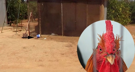 Gà trống tấn công khiến một lão bà tử vong