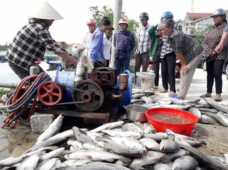 Người dân điêu đứng khi gần 100 tấn cá chết chưa rõ nguyên nhân