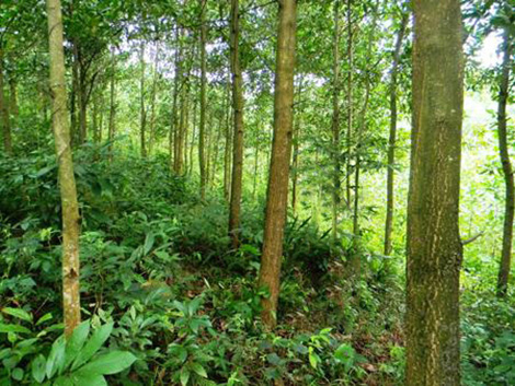 Làm rõ nguyên nhân nam thanh niên chết trong vườn keo