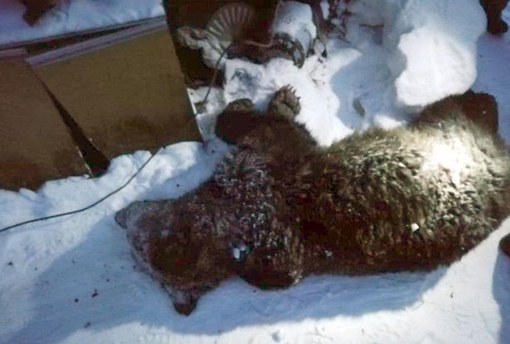 Kinh hoàng vụ người đàn ông bị gấu đói ăn thịt