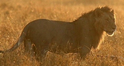 Kinh hoàng người đàn ông bị sư tử ăn thịt