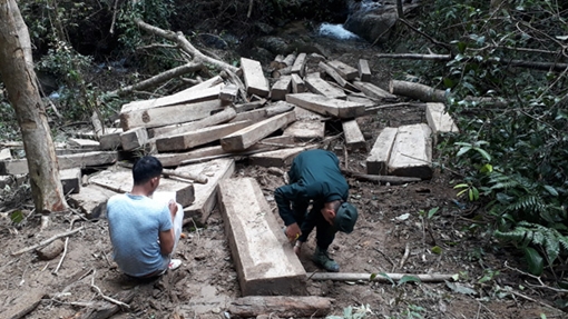 Vụ bãi tập kết gỗ gần trạm bảo vệ rừng: Bất nhất số liệu gỗ vi phạm