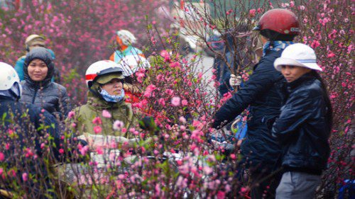 Tết Nguyên đán thời tiết sẽ đậm chất xuân