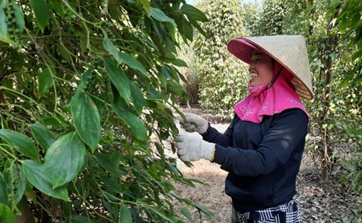 Xuất hiện tình trạng thu mua tiêu non