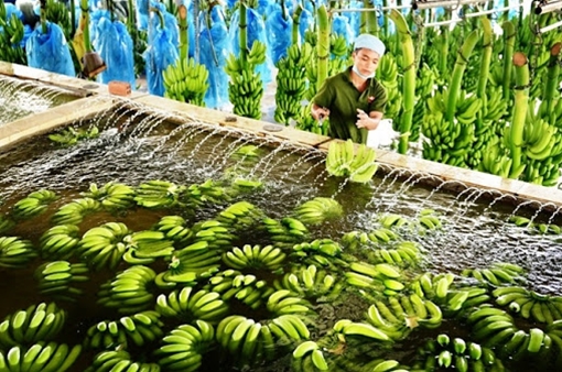 Tìm thị trường xuất khẩu mới cho chuối quả