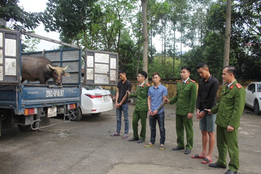 Liên tiếp trộm trâu để… trả góp ôtô