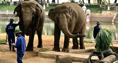 Nhọc nhằn nghề nuôi thú