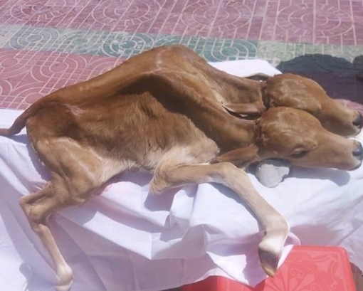 Trò mê tín dị đoan liên quan tới con bê 2 đầu