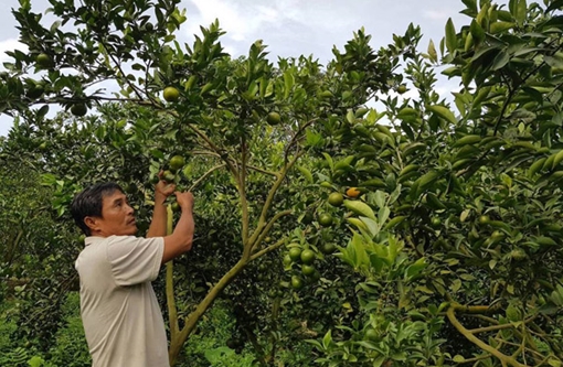 Vì sao chủ vựa trái cây ở Đồng Tháp chuyển nhượng 16 thửa đất?