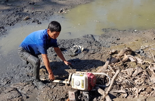 Cây ăn trái bị hư hại nặng do hạn mặn