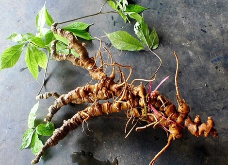 Sẻ chia “cây tiền tỷ” cùng nhau phát triển kinh tế