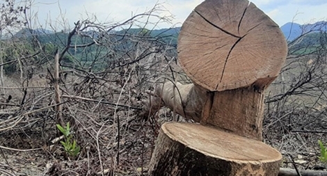 Rừng phòng hộ đầu nguồn thủy điện Hương Điền bị tàn phá