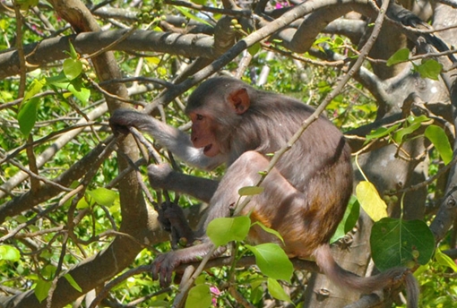 Khỉ Sơn Trà có vẻ đẹp hoang sơ, bí ẩn và đầy mê hoặc. Bạn sẽ được thưởng thức những thước phim và hình ảnh đặc biệt về loài khỉ này, từ hành trình săn kiếm đến cuộc sống hàng ngày của chúng.