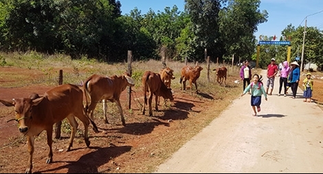 Bò giống cấp cho hộ nghèo ở Bình Phước chết la liệt