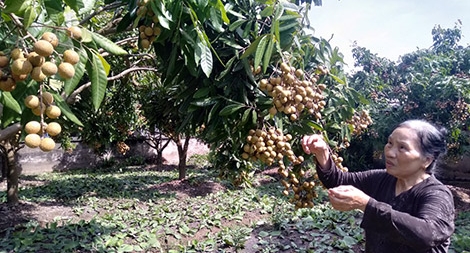 Về thăm xứ nhãn lồng