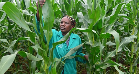 Cách mạng Xanh đe dọa châu Phi?