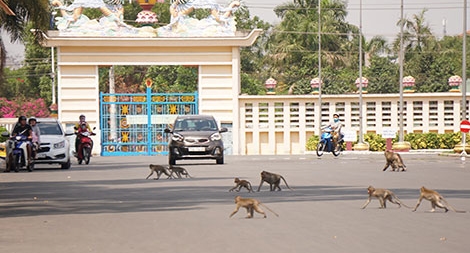 Loay hoay kiểm soát đàn khỉ hung dữ ở Tây Ninh